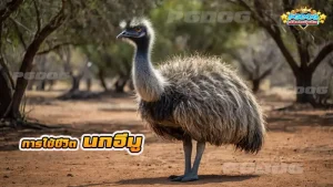การใช้ชีวิต นกอีมู