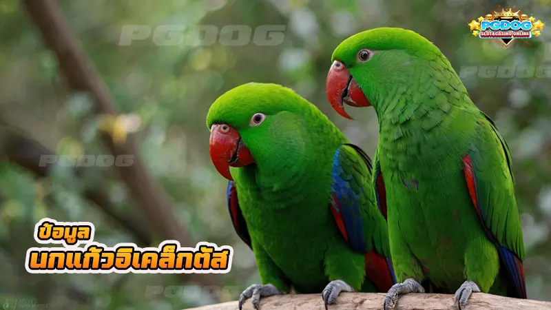 ข้อมูล นกแก้วอิเคล็กตัส