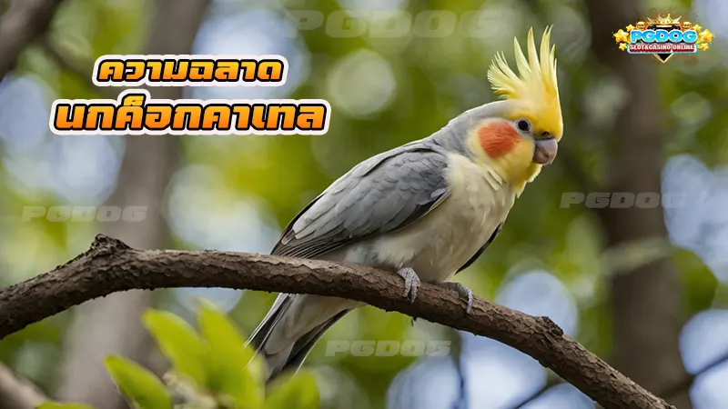 ความฉลาด นกค็อกคาเทล