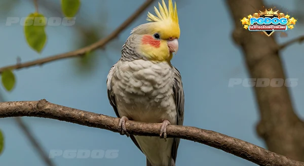 ความฉลาด นกค็อกคาเทล