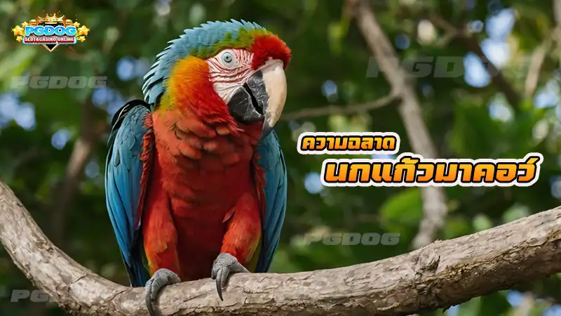 ความฉลาด นกแก้วมาคอว์
