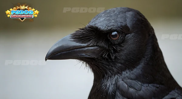 ความฉลาด อีกา