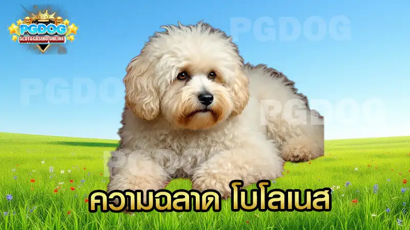 ความฉลาด โบโลเนส