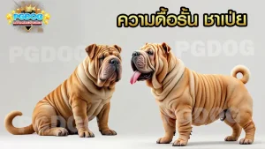 ความดื้อรั้น ชาเป่ย