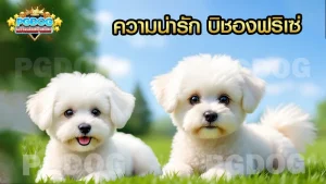 ความน่ารัก บิชองฟริเซ่