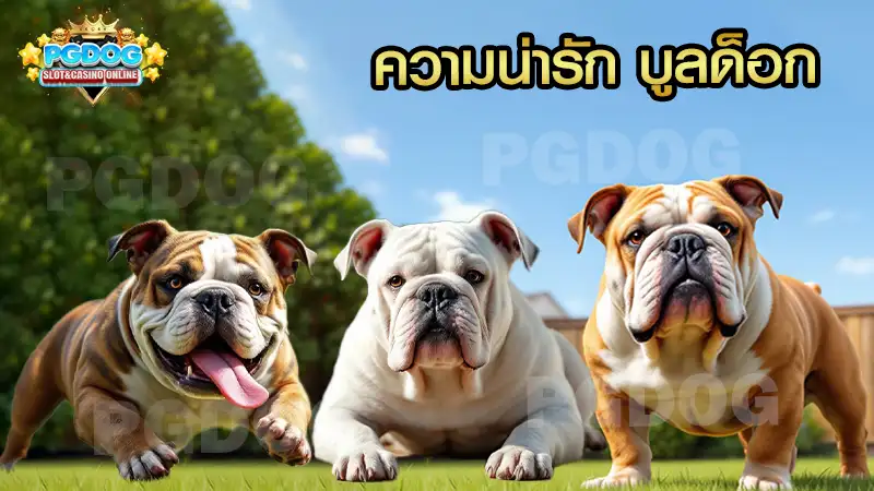 ความน่ารัก บูลด็อก