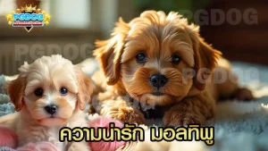 ความน่ารัก มอลทิพู
