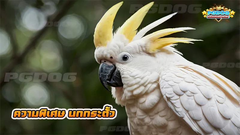 ความพิเศษ นกกระตั้ว