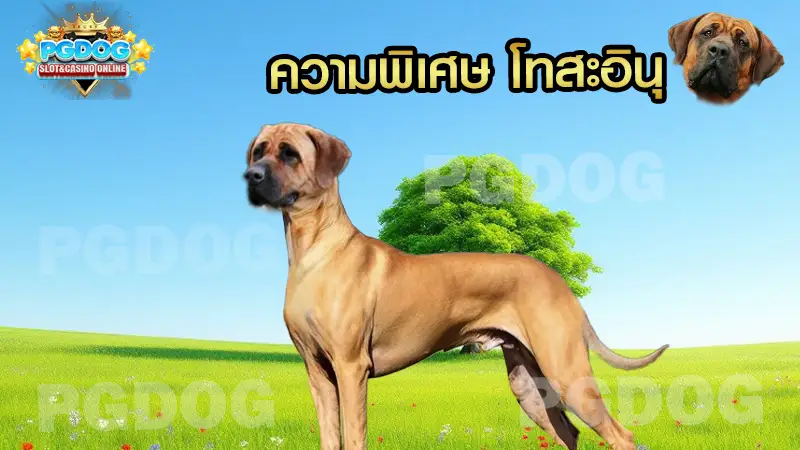 ความพิเศษ โทสะอินุ