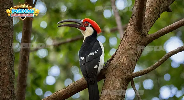 ความสำคัญ นกป่า