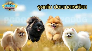 จุดเด่น ปอมเมอเรเนียน