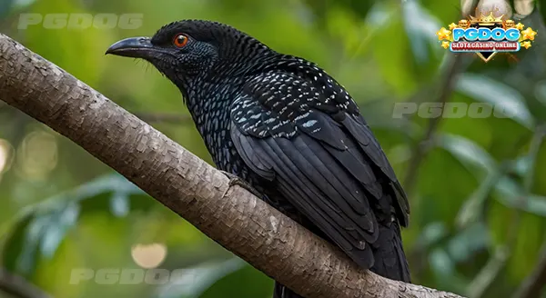 นกกาเหว่า ตามความเชื่อ