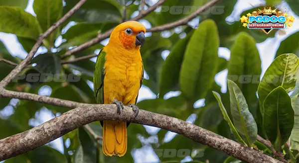 นกซันคอนัวร์ กินอะไร