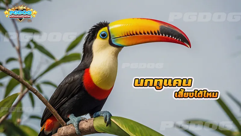 นกทูแคน เลี้ยงได้ไหม