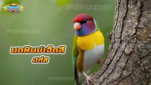 นกฟินซ์เจ็ดสี มีกี่สี