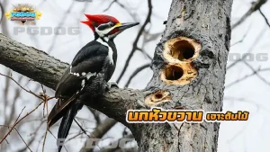 นกหัวขวาน เจาะต้นไม้