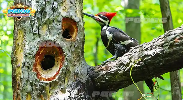 นกหัวขวาน เจาะต้นไม้