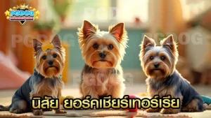 นิสัย ยอร์คเชียร์เทอร์เรีย