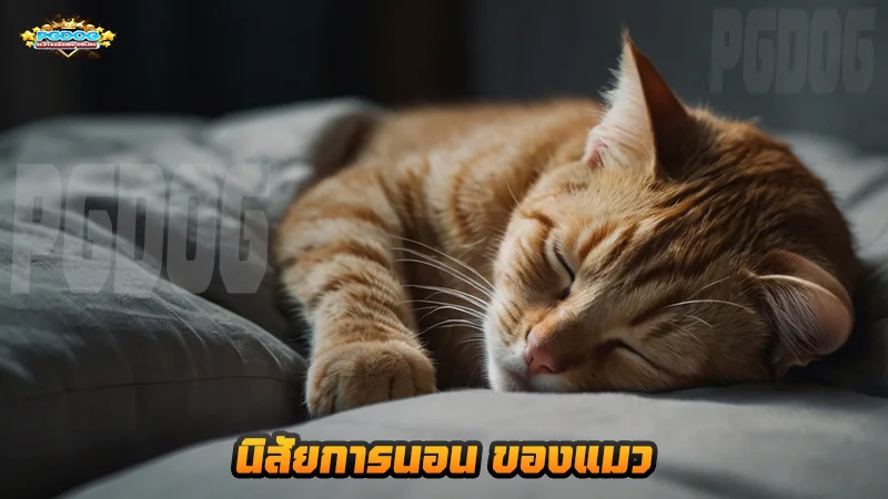นิสัยการนอน ของแมว