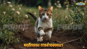 พฤติกรรม การล่าของแมว