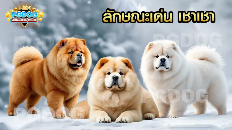 ลักษณะเด่น เชาเชา