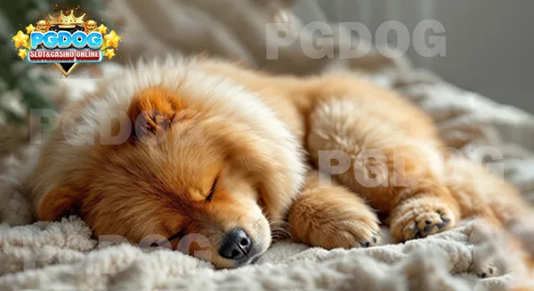 ลักษณะเด่น เชาเชา