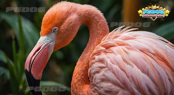 สีขน นกฟลามิงโก