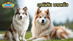 อุปนิสัย บางแก้ว