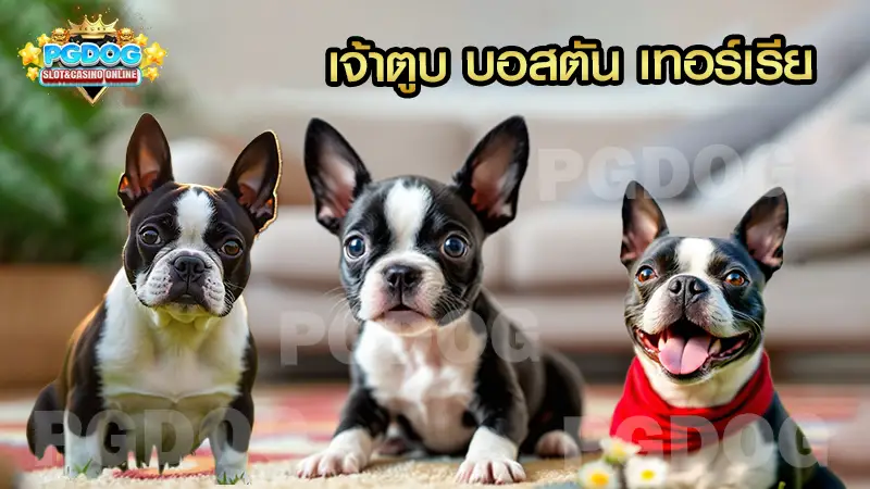 เจ้าตูบ บอสตัน เทอร์เรีย