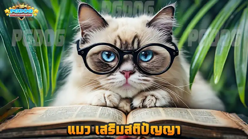 แมว เสริมสติปัญญา