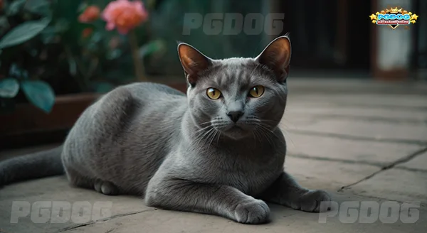 แมว แห่งสายฝน