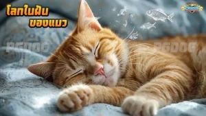 โลกในฝัน ของแมว