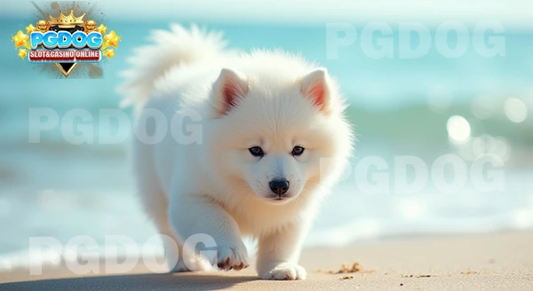 ไลฟ์สไตล์ ซามอยด์