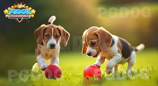 ไลฟ์สไตล์ บีเกิ้ล