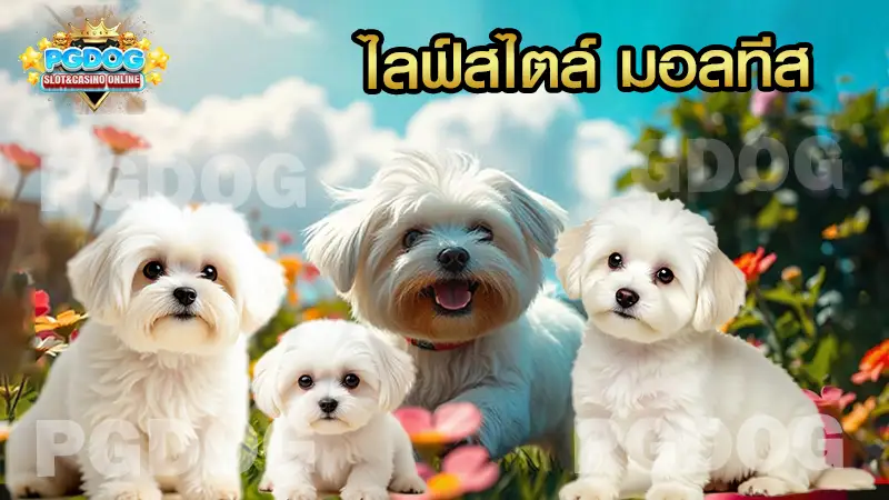ไลฟ์สไตล์ มอลทีส