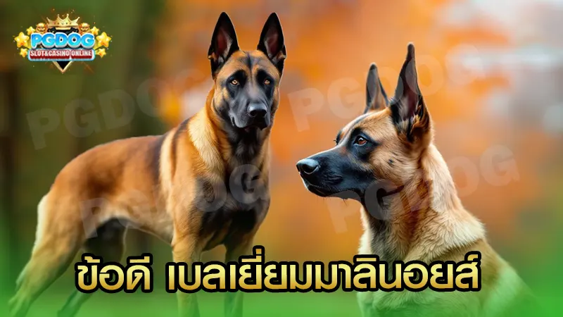 ข้อดี เบลเยี่ยมมาลินอยส์