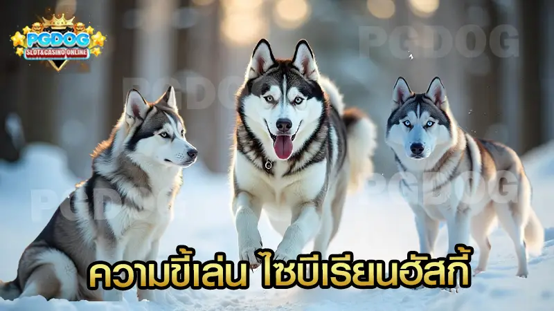 ความขี้เล่น ไซบีเรียนฮัสกี้