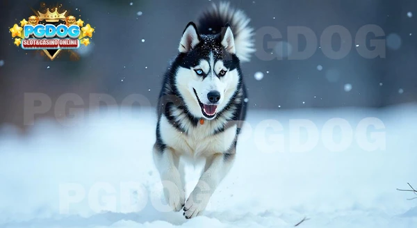 ความขี้เล่น ไซบีเรียนฮัสกี้