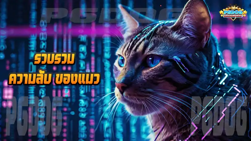 รวบรวม ความลับ ของแมว