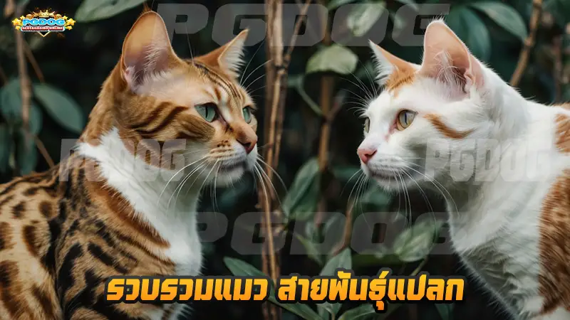 รวบรวมแมว สายพันธุ์แปลก