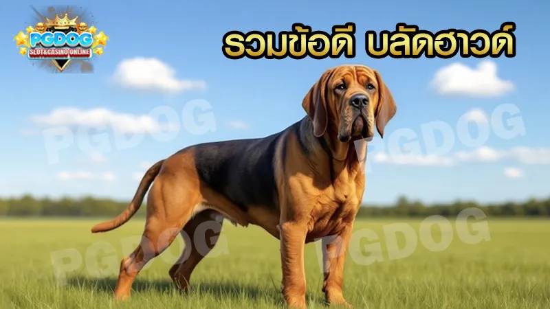 รวมข้อดี บลัดฮาวด์