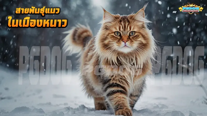 สายพันธุ์แมว ในเมืองหนาว