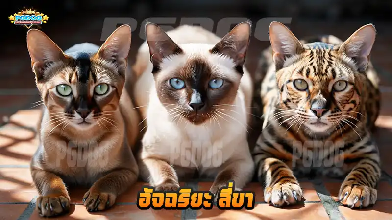 อัจฉริยะ สี่ขา