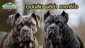 อุปนิสัย พรีซ่า คานาริโอ