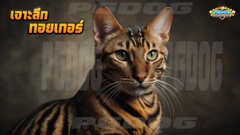 เจาะลึก ทอยเกอร์