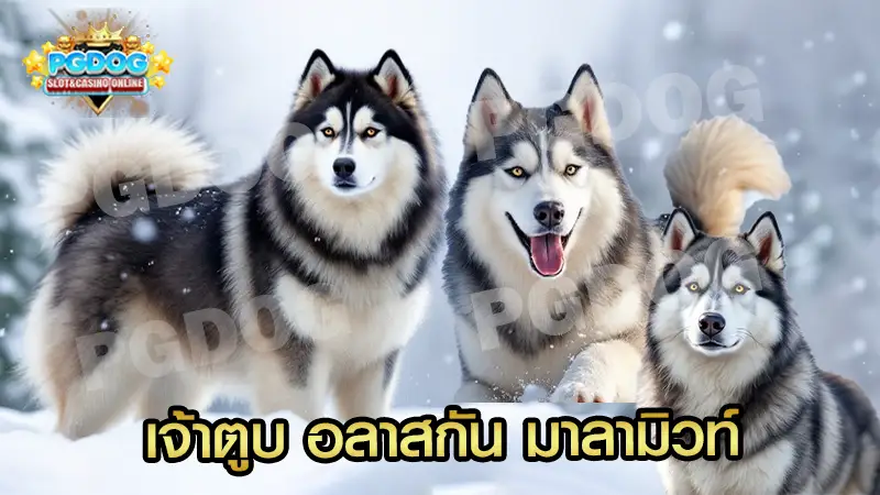 เจ้าตูบ อลาสกัน มาลามิวท์