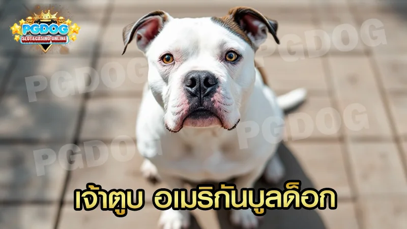 เจ้าตูบ อเมริกันบูลด็อก