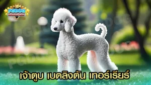 เจ้าตูบ เบดลิงตัน เทอร์เรียร์