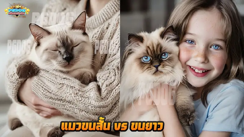 แมวขนสั้น vs ขนยาว