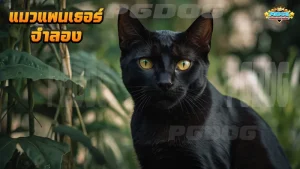 แมวแพนเธอร์ จำลอง